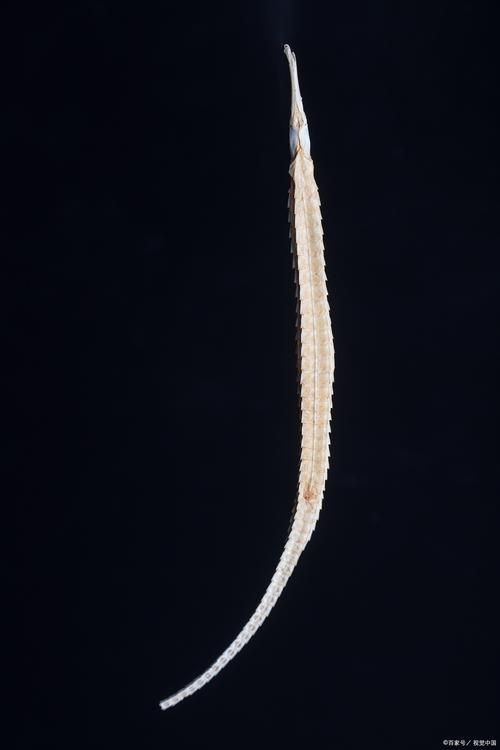 真正海龍的圖片