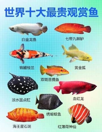 世界上最貴的魚多少錢