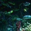 河里抓的小魚能喂銀龍魚嗎