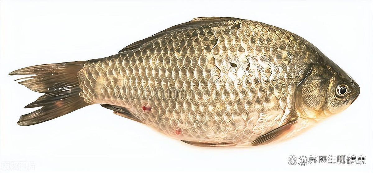 河里抓的小魚能喂銀龍魚嗎