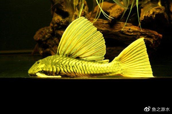 哥白皇冠豹價格