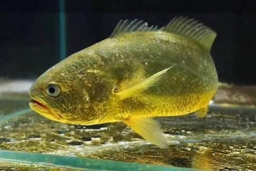 海水魚細(xì)菌感染能自愈嗎