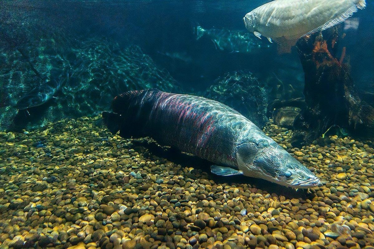 海象魚能吃嗎