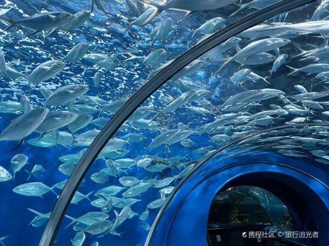海洋水族館游玩攻略