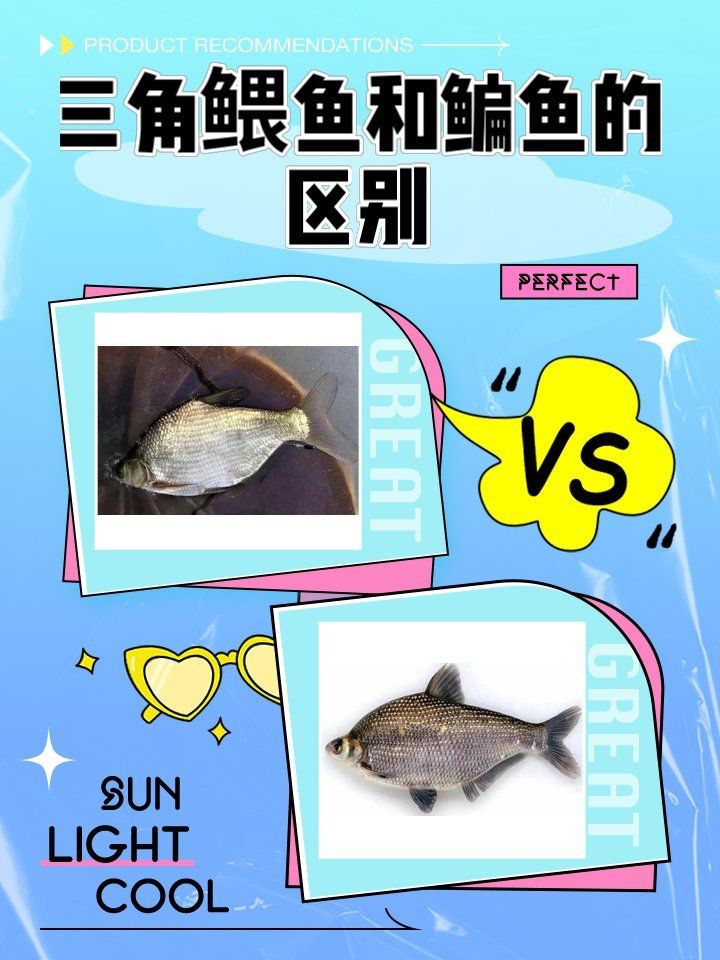 和鳊魚很像的魚有哪些