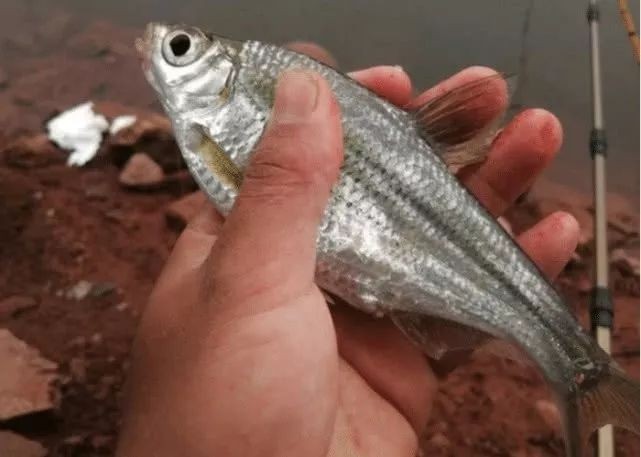 和鳊魚很像的魚有哪些