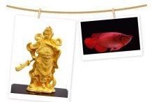 白子招財龍是冷水魚嗎