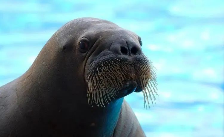 詳細閱讀:海象吃人嗎 海象吃人嗎