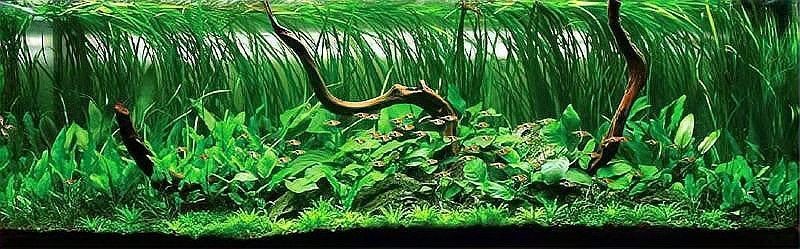 保山魚缸維護(hù)