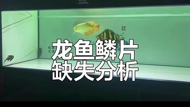 如何判斷龍魚有寄生蟲