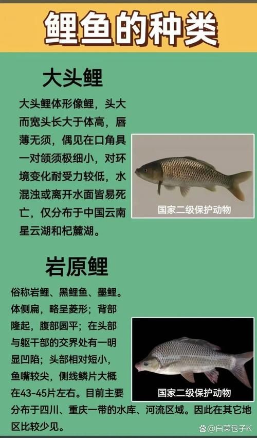 國家二級保護魚種圖片