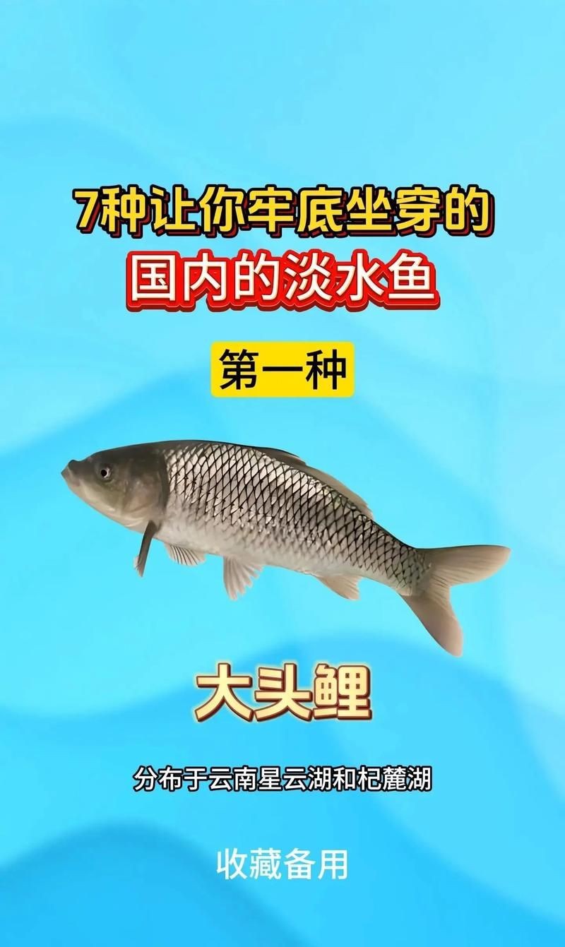 國家二級保護魚種圖片