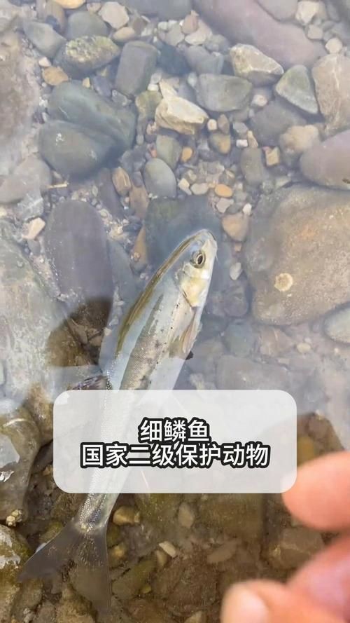 國家二級保護魚種圖片