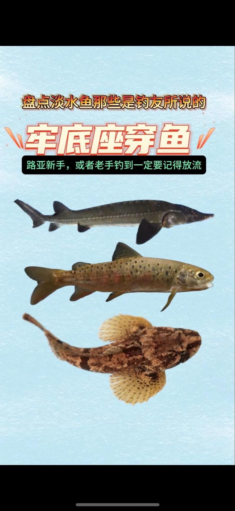 國家二級保護魚種圖片