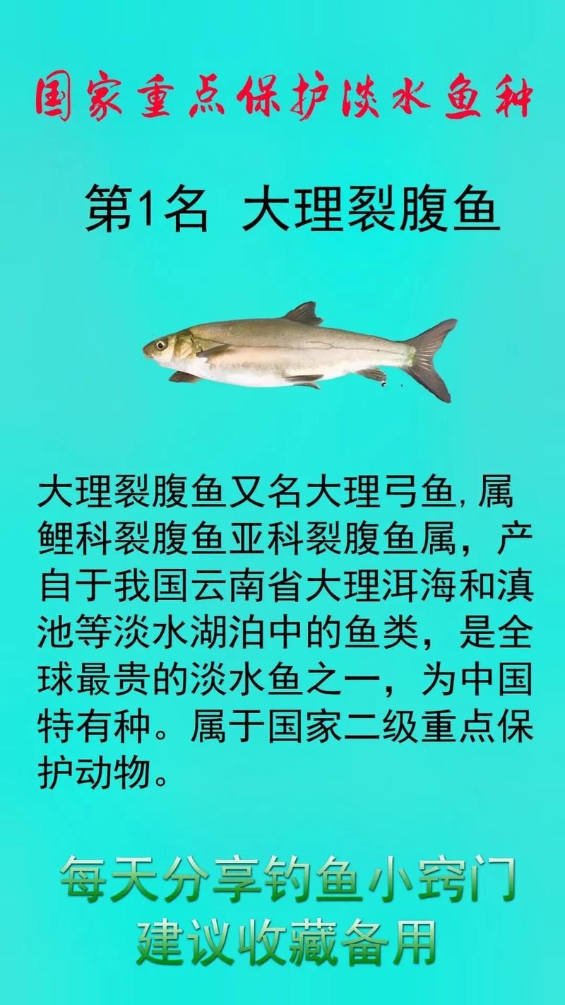 國家二級保護魚種圖片