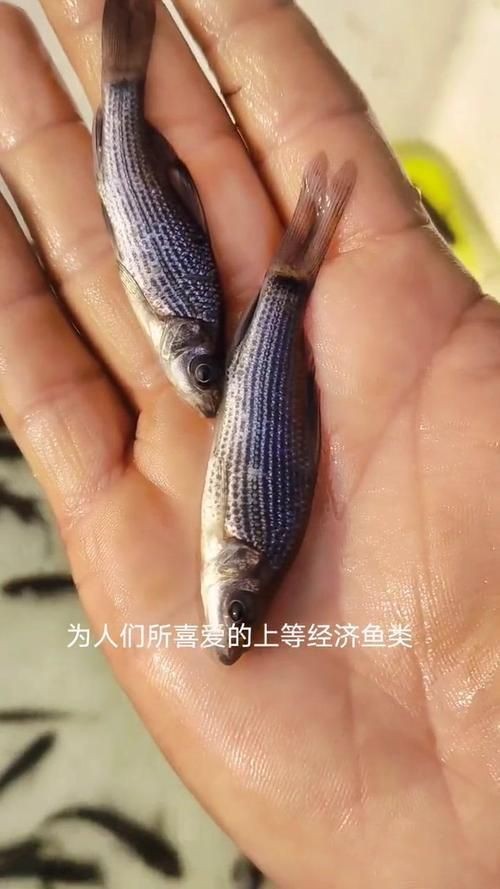 國家二級保護魚種圖片