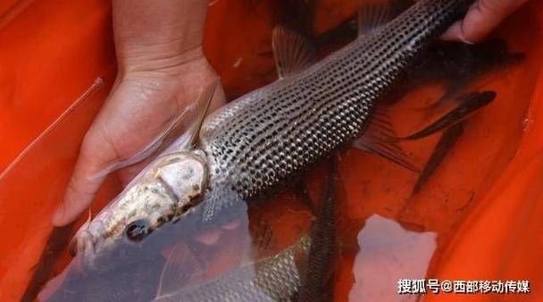 國家二級保護魚種圖片