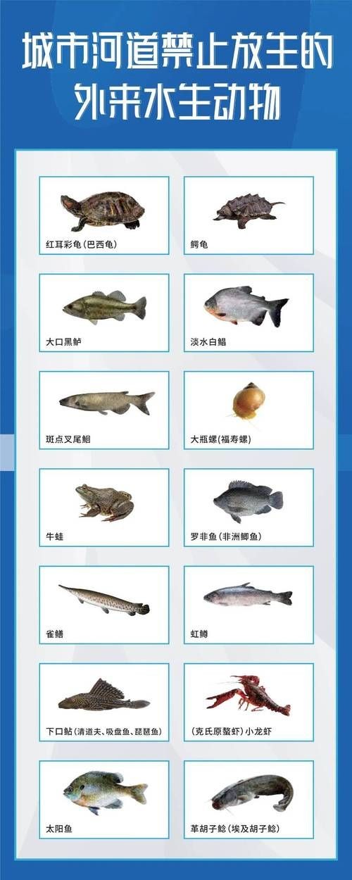國家二級保護魚種圖片