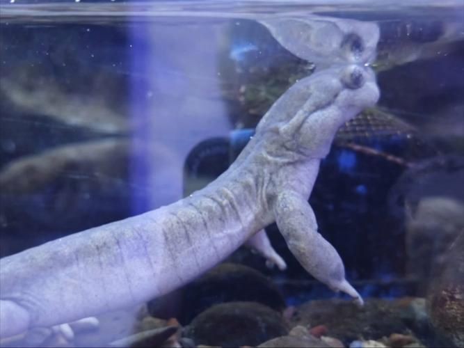 國家二級保護魚種圖片