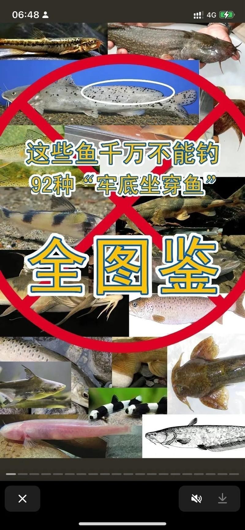 國家二級保護魚種圖片