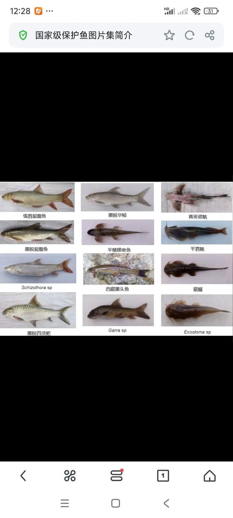 國家二級保護魚種圖片