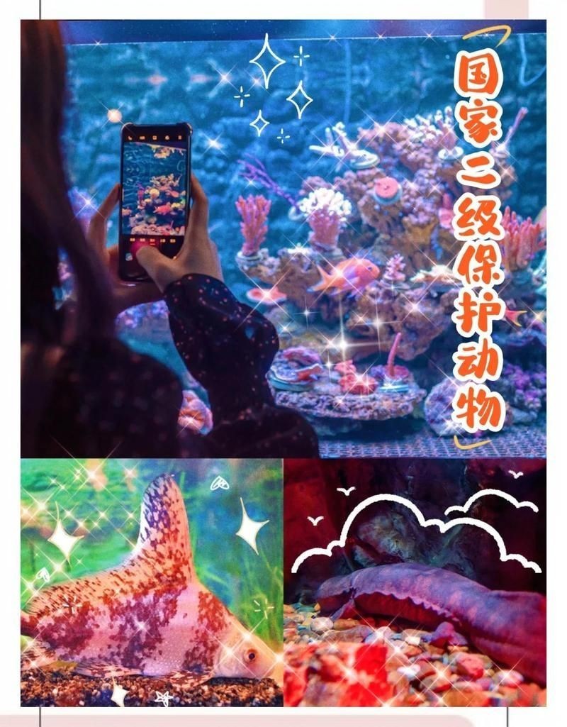 國家二級保護魚種圖片