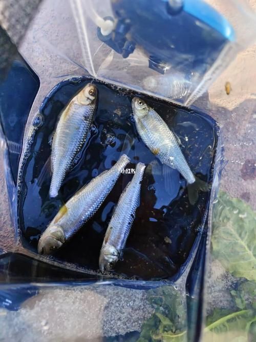 國家二級保護魚種圖片