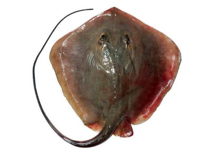 國家二級保護魚種圖片