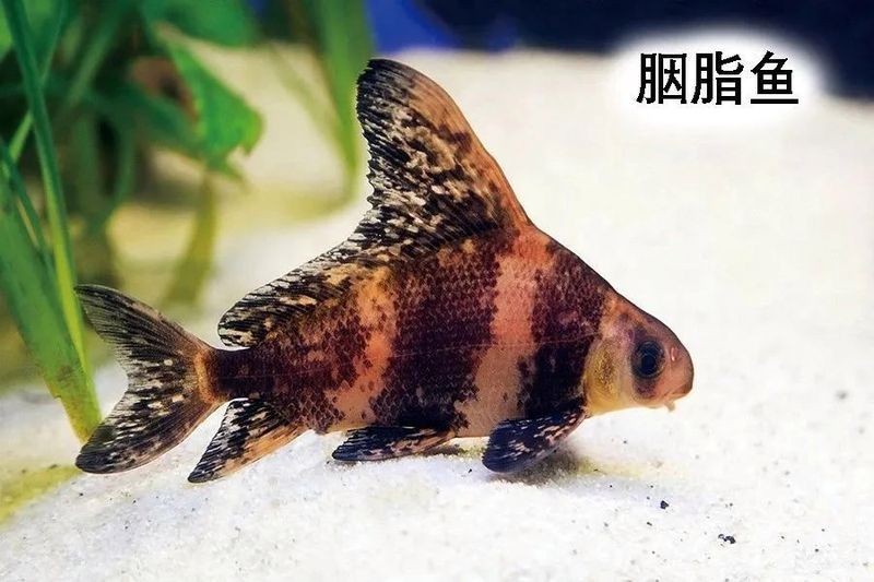 國家二級保護魚種圖片