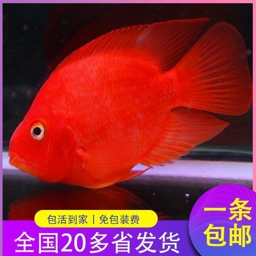 橘紅龍魚(yú)圖片