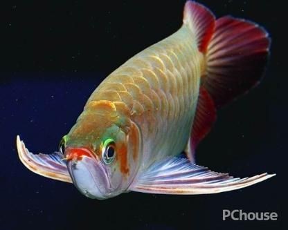 橘紅龍魚(yú)圖片
