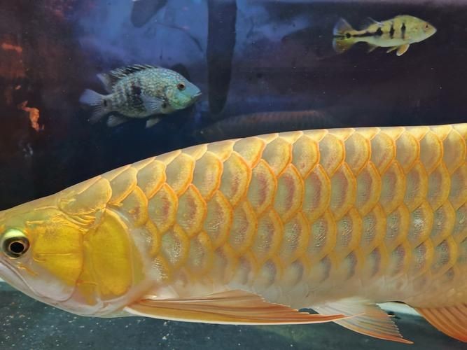 橘紅龍魚(yú)圖片