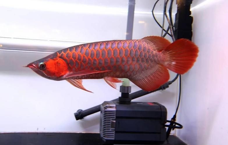 橘紅龍魚(yú)圖片