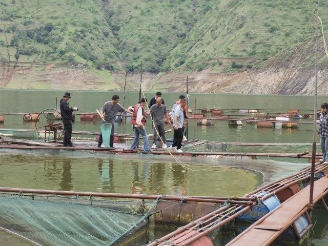 海拔2000米可以養什么魚 海拔2000米可以養什么魚 龍魚論壇 第10張