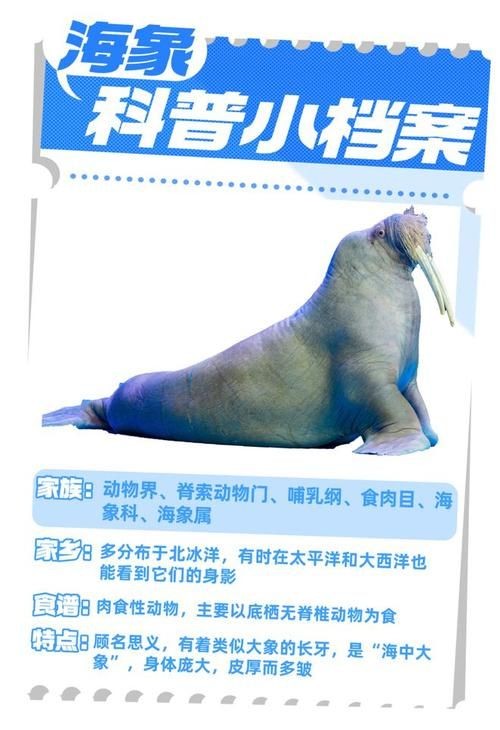 海象的樣子圖片