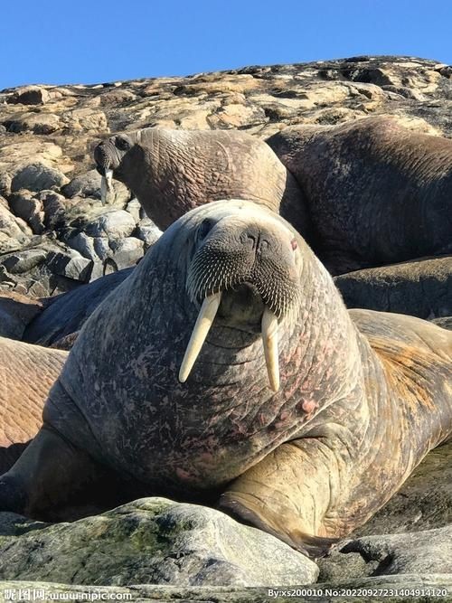 海象的樣子圖片