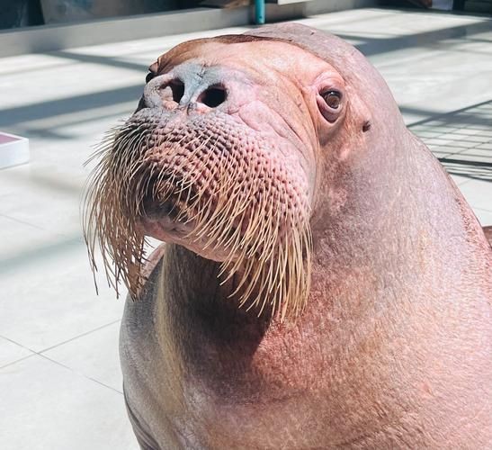 海象的樣子圖片