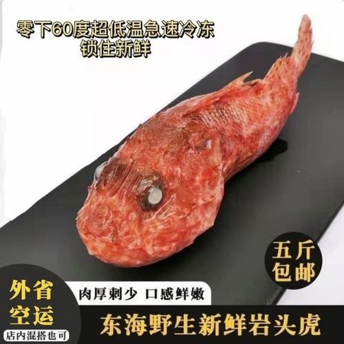 海老虎魚的圖片大全 龍魚論壇 第3張 海老虎魚的圖片大全 海老虎魚的圖片大全 龍魚論壇 第3張