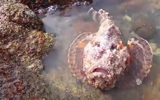 海老虎魚的圖片大全 龍魚論壇 第5張 海老虎魚的圖片大全 海老虎魚的圖片大全 龍魚論壇 第5張