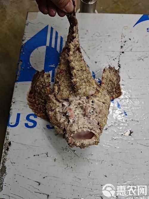 海老虎魚的圖片大全 龍魚論壇 第22張 海老虎魚的圖片大全 海老虎魚的圖片大全 龍魚論壇 第22張