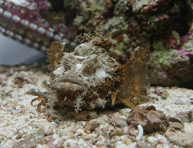 海老虎魚的圖片大全 龍魚論壇 第17張 海老虎魚的圖片大全 海老虎魚的圖片大全 龍魚論壇 第17張