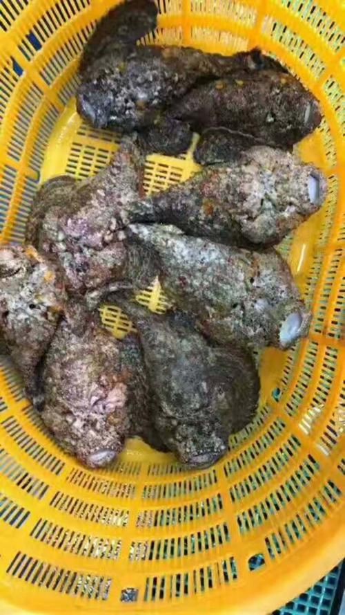 海老虎魚的圖片大全 龍魚論壇 第8張 海老虎魚的圖片大全 海老虎魚的圖片大全 龍魚論壇 第8張