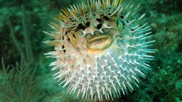 海豚魚與河豚魚區(qū)別