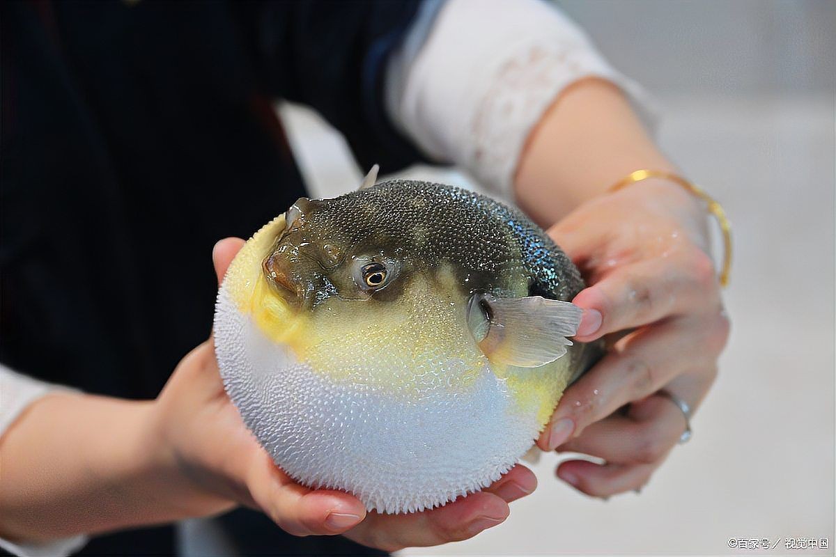 海豚魚與河豚魚區(qū)別