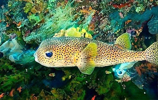 海豚魚與河豚魚區(qū)別