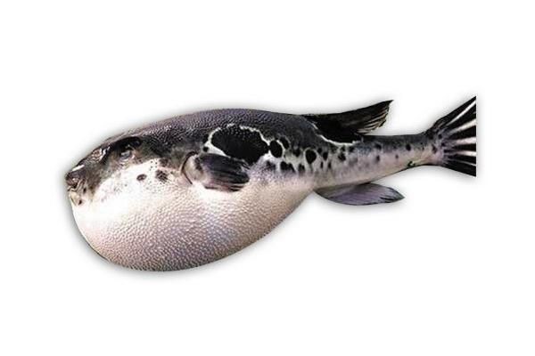 海豚魚與河豚魚區(qū)別