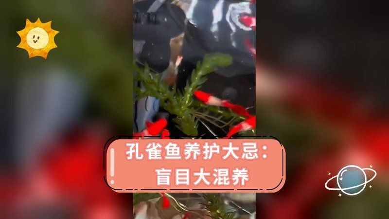孔雀魚放客廳大忌