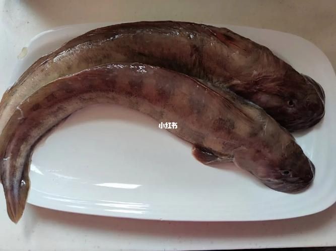 海和尚魚照片大全