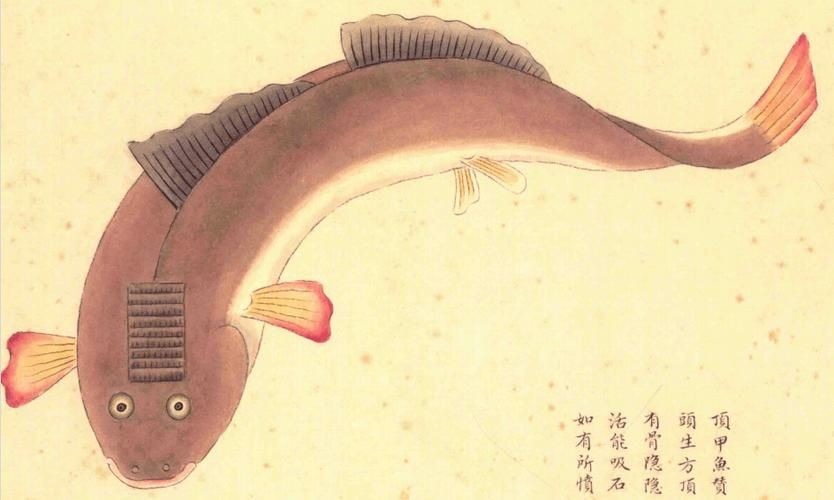 海和尚魚照片大全