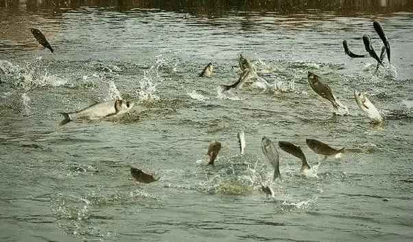 健康水族高鈣最簡單三個步驟